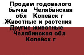 Продам годовалого бычка - Челябинская обл., Копейск г. Животные и растения » Другие животные   . Челябинская обл.,Копейск г.